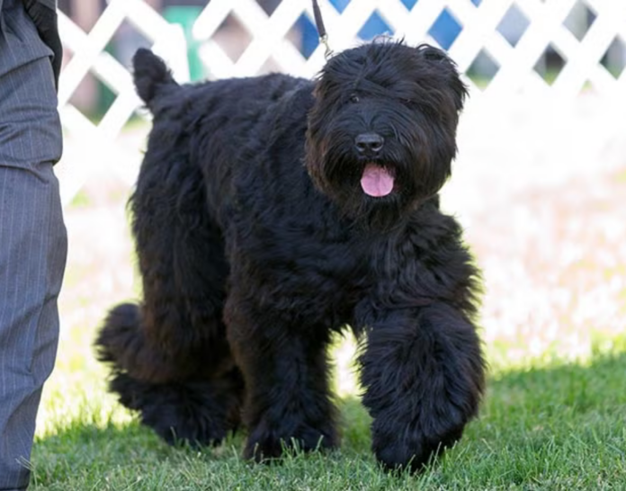 Black Russian Terrier Dog Breed: A Majestic Guardian